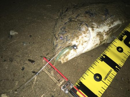 ２０２０　キビレ調査NO、２　