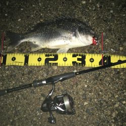 ２０２０　キビレ調査NO、3　