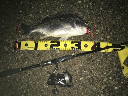 ２０２０　キビレ調査NO、3　