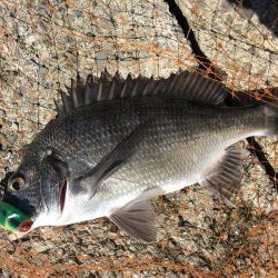 イワシの群れとチヌ