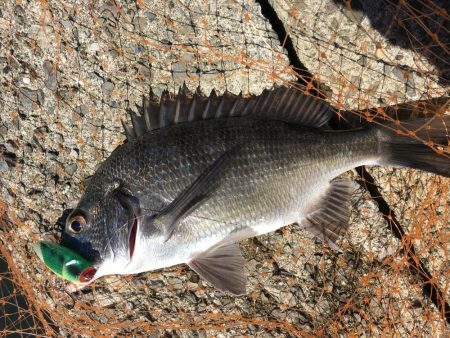 イワシの群れとチヌ