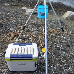 梅雨明けのキス釣り 小型ばかり