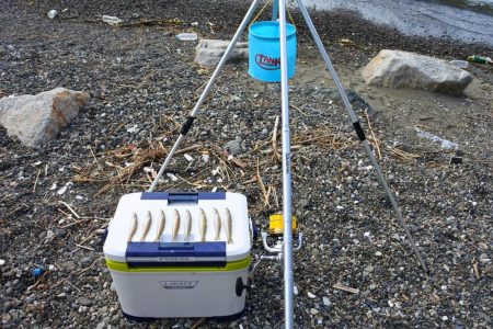梅雨明けのキス釣り 小型ばかり
