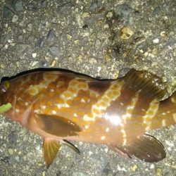 ちょっとちょい投げ‼️