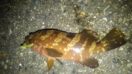 ちょっとちょい投げ‼️