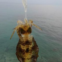 待ちに待った新子調査1