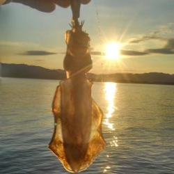 夕涼み❓エギング