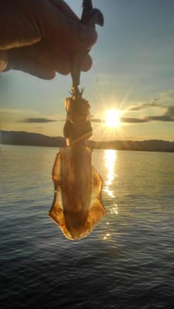 夕涼み❓エギング