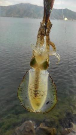 朝まずめ短時間調査