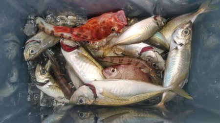 泉州丸 釣果
