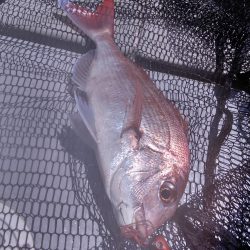 遊漁船SOUTH 8/26釣果