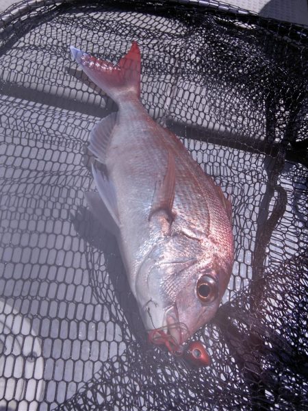 遊漁船SOUTH 8/26釣果