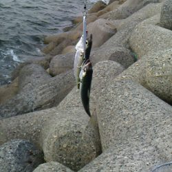 二日連続の釣行