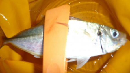 周りは爆釣！！