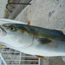 メジロ?ハマチ??