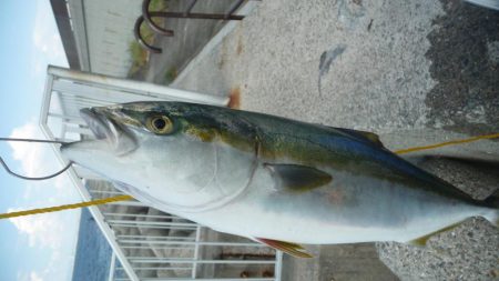 メジロ?ハマチ??