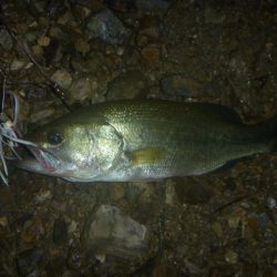 夕立スピナーベイト