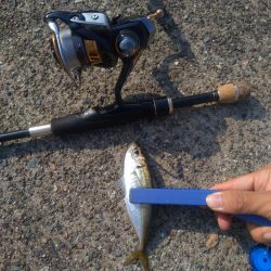 ぶっ込み釣り ミャク釣り 泳がせ釣り