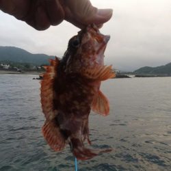 2020年キジハタ（アコウ）開幕！