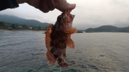 2020年キジハタ（アコウ）開幕！