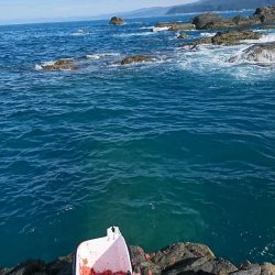 地磯にて30cmアップのグレ3匹