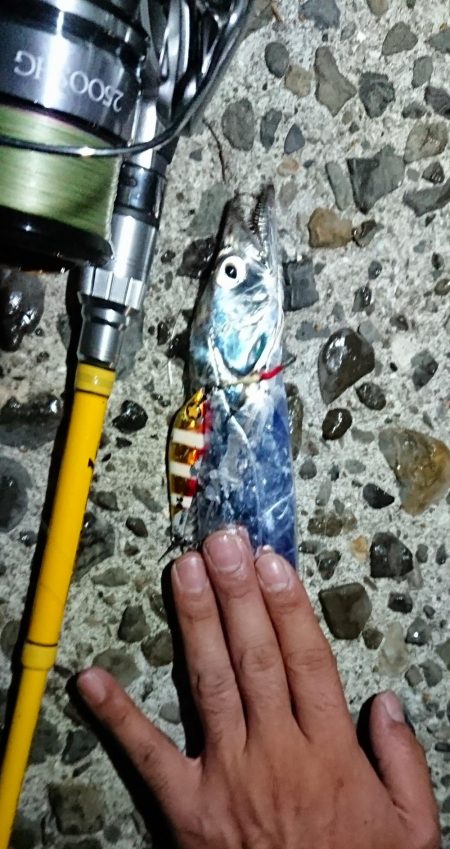 タチウオ好調です