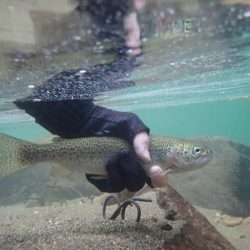 久しぶりの良型アマゴ