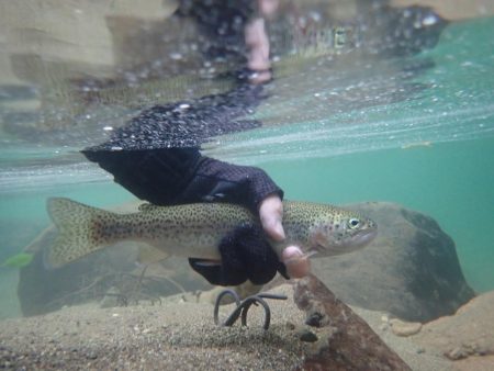 久しぶりの良型アマゴ