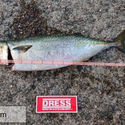 激渋ケンサキイカとデカサバ