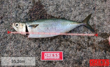 激渋ケンサキイカとデカサバ