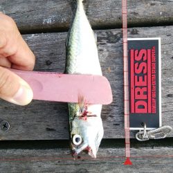 今日もサバ祭り