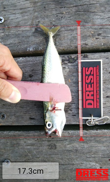 今日もサバ祭り