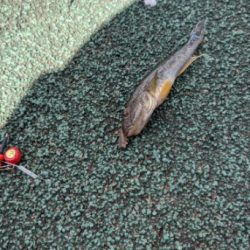 横十間川でハゼ釣り