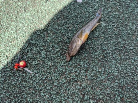 横十間川でハゼ釣り