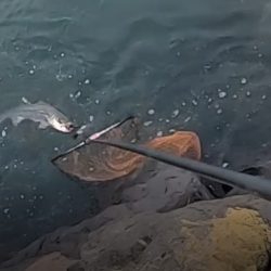 朝マズメ、二日連続釣果！！トップシーバス出た！！60㎝弱！！