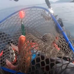 カヤックコラボｗオジサンにホウボウｗガラカブの根魚