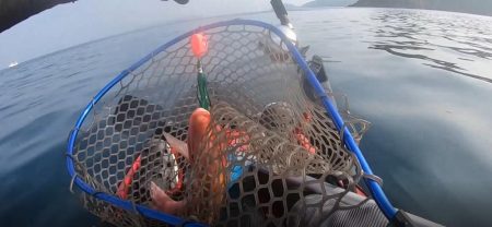 カヤックコラボｗオジサンにホウボウｗガラカブの根魚