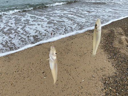 鳥取サーフでキス釣り(2020-2)