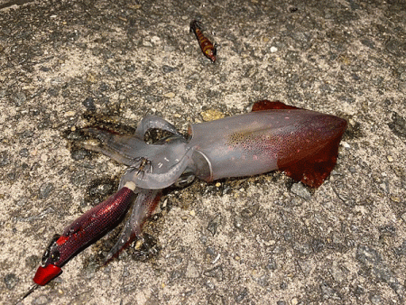 瀬戸内の島ケンサキイカエギング(2020-1)