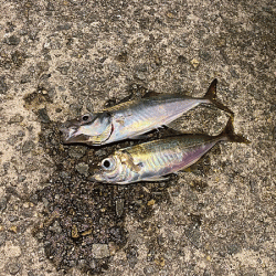 瀬戸内の島アジング(2020-13)