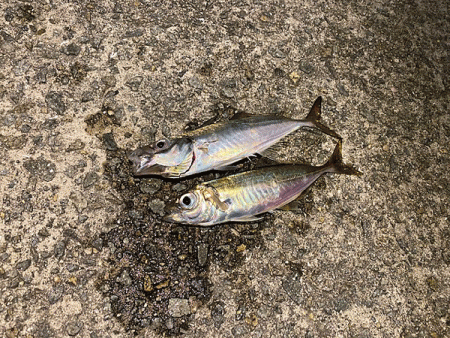 瀬戸内の島アジング(2020-13)