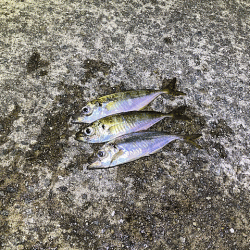 瀬戸内の島アジング(2020-13)