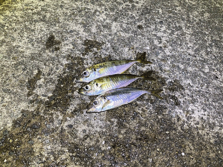 瀬戸内の島アジング(2020-13)