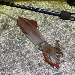 瀬戸内の島ケンサキイカエギング(2020-3)