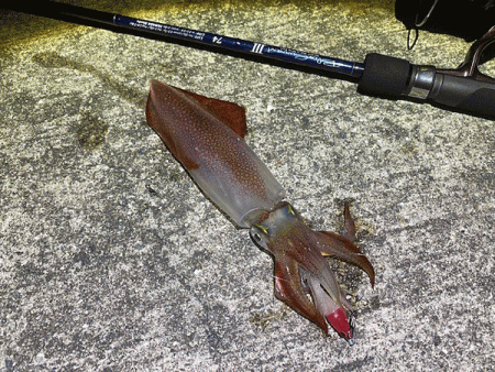 瀬戸内の島ケンサキイカエギング(2020-3)