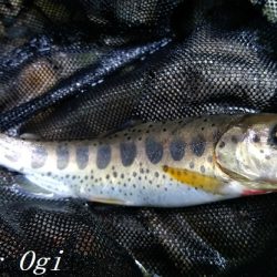 禁漁期目前の揖保川でアマゴ釣り