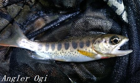 禁漁期目前の揖保川でアマゴ釣り