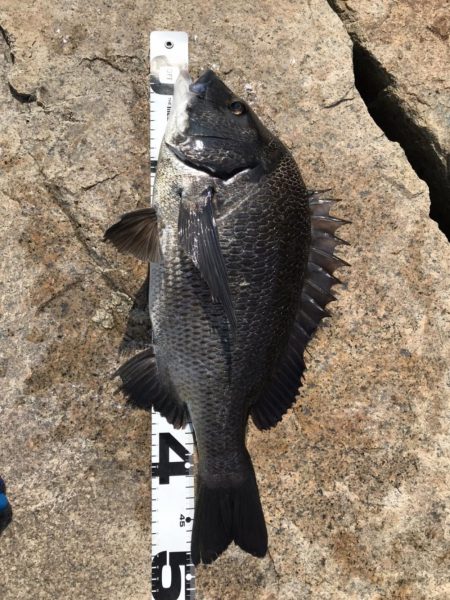 イチノ兄弟、釣果！