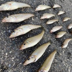 キス釣りに行きました。