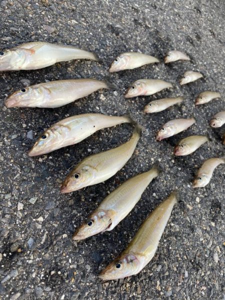 キス釣りに行きました。